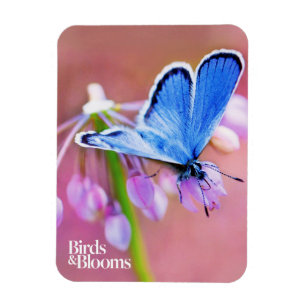 Azure Butterfly Magneet