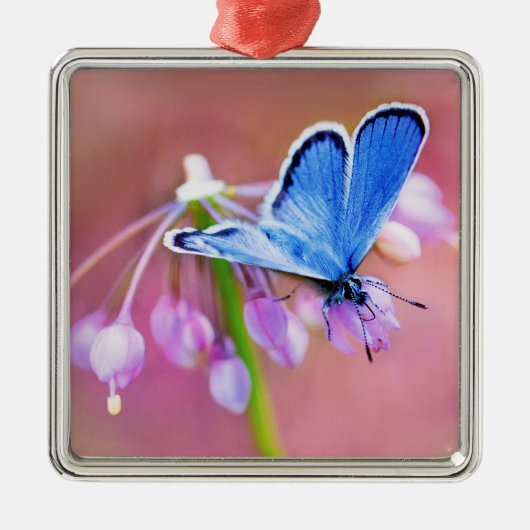 Azure Butterfly Metalen Ornament (Voorkant)