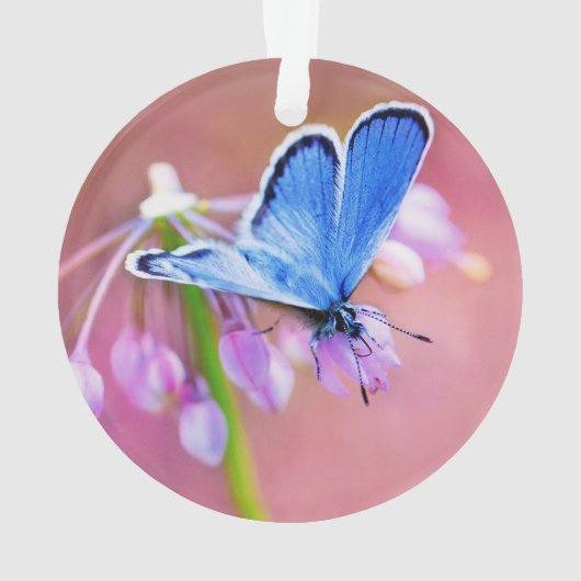 Azure Butterfly Ornament (achterkant)