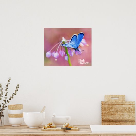 Azure Butterfly Poster (Keuken)