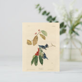 Azure (Cerulean) Warbler, Audubon Birds of America Briefkaart (Staand voorkant)