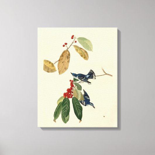 Azure (Cerulean) Warbler, Audubon Birds of America Canvas Afdruk (Voorkant)