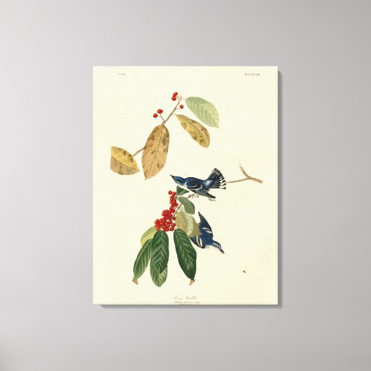 Azure (Cerulean) Warbler, Audubon Birds of America Canvas Afdruk (Voorkant)