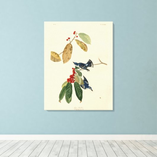 Azure (Cerulean) Warbler, Audubon Birds of America Canvas Afdruk (Insitu (Houten vloer))