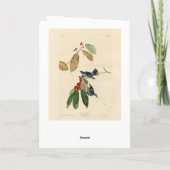 Azure (Cerulean) Warbler, Audubon Birds of America Kaart (Achterkant)