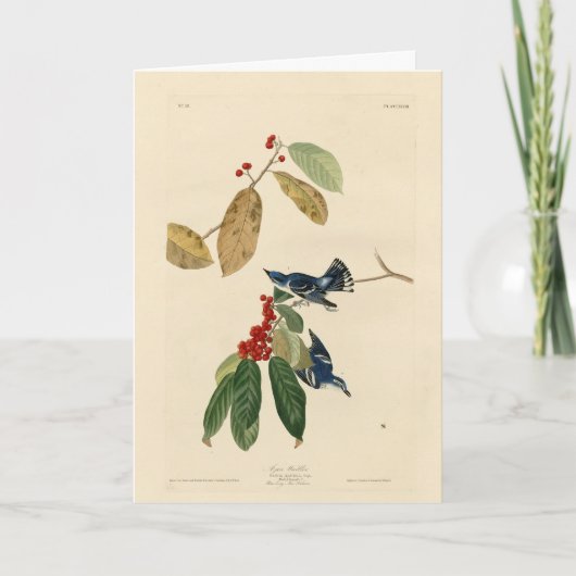 Azure (Cerulean) Warbler, Audubon Birds of America Kaart (Voorkant)