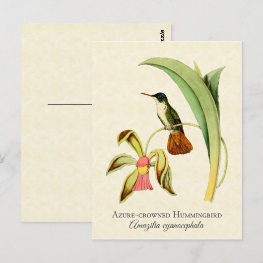 Azure Crowned Hummingbird Art Briefkaart (Voorkant / Achterkant)