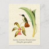 Azure Crowned Hummingbird Art Briefkaart (Voorkant)