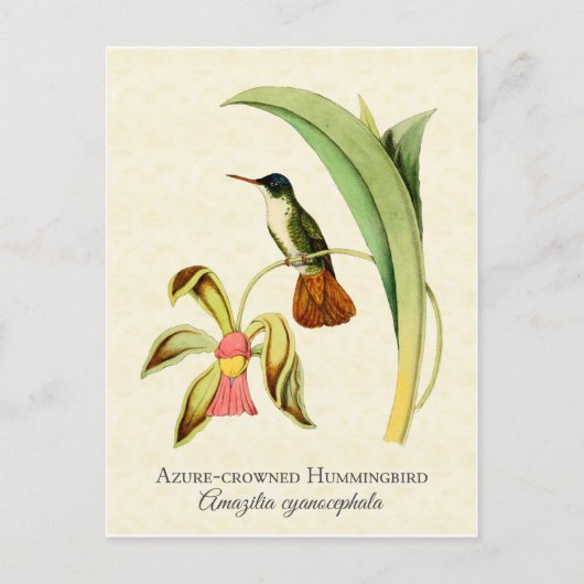 Azure Crowned Hummingbird  Art Briefkaart (Voorkant)