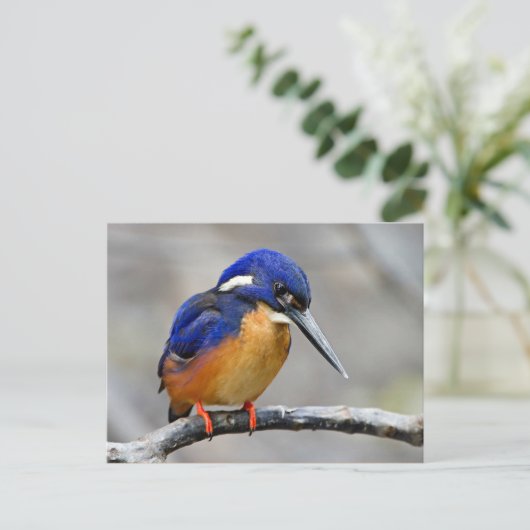 Azure Kingfisher Bird Briefkaart (Staand voorkant)