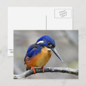 Azure Kingfisher Bird Briefkaart (Voorkant / Achterkant)