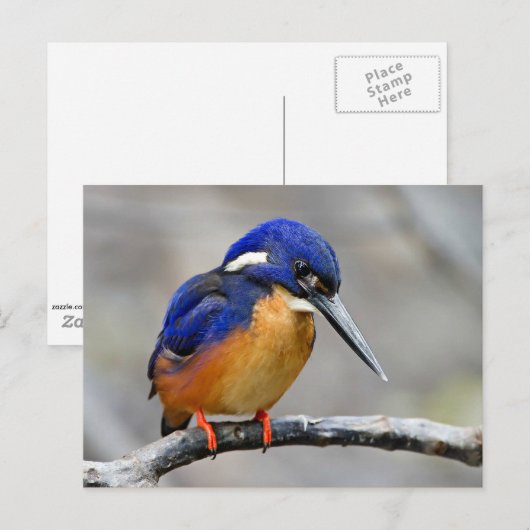 Azure Kingfisher Bird Briefkaart (Voorkant / Achterkant)