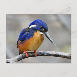Azure Kingfisher Bird Briefkaart