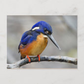Azure Kingfisher Bird Briefkaart (Voorkant)