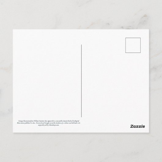 Azure Kingfisher Briefkaart (Achterkant)