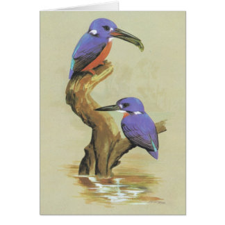 Azure Kingfisher - Ceyx azureus