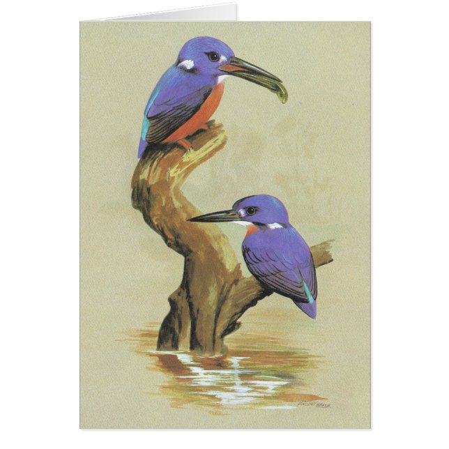 Azure Kingfisher - Ceyx azureus (Voorkant)