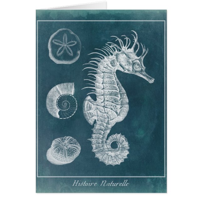 Azure Seahorse Study I (Voorkant)