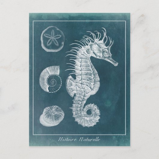 Azure Seahorse Study I Briefkaart (Voorkant)