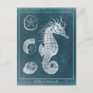 Azure Seahorse Study I Briefkaart