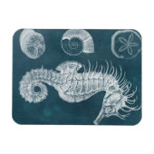 Azure Seahorse Study I Magneet (Horizontaal)