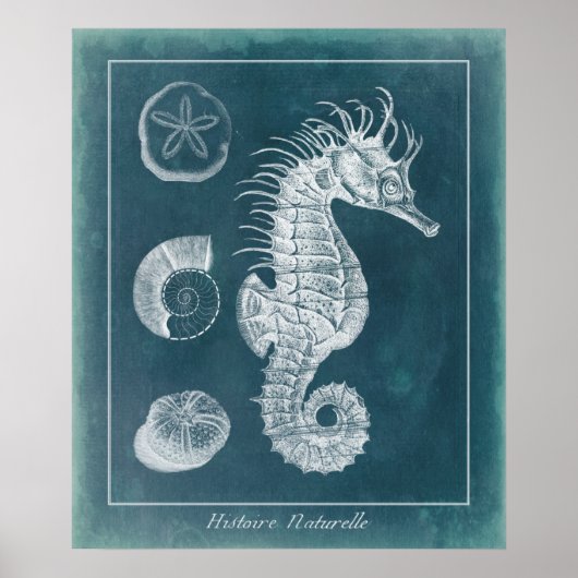 Azure Seahorse Study I Poster (Voorkant)