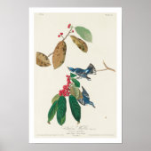 Azure Warbler door Audubon Poster (Voorkant)