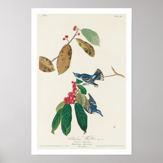 Azure Warbler door Audubon Poster (Voorkant)