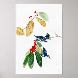 Azure Warbler John James Audubon Birds of America Poster