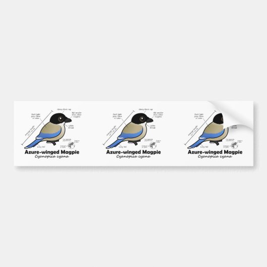 Azure-winged Magpie-statistieken Bumpersticker (Voorkant)