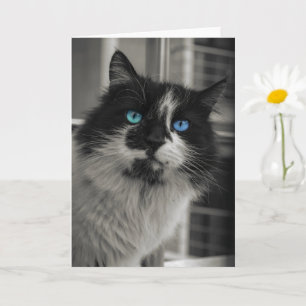 Azuren Ziel Zwarte Kat Blauwe Ogen Wenskaart Kaart