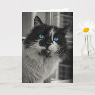 Azuren Ziel Zwarte Kat Blauwe Ogen Wenskaart Kaart