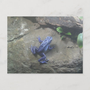 Azureus Poison Dart Frog Briefkaart