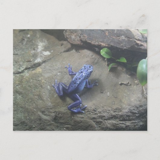 Azureus Poison Dart Frog Briefkaart (Voorkant)