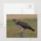 B10 Swainsons Buizerd Briefkaart (Voorkant / Achterkant)