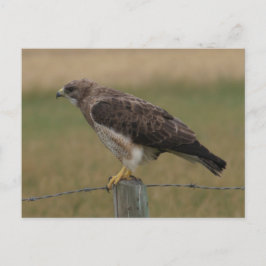 B10 Swainsons Buizerd Briefkaart