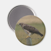 B10 Swainson's Buizerd Magneet (Voorkant / Achterkant)