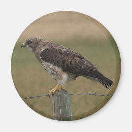 B10 Swainson's Buizerd Magneet