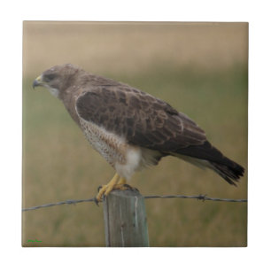 B10 Swainson's Buizerd op Oude Afsluitpaal Tegeltje