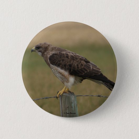 B10 Swainson's Buizerd Ronde Button 5,7 Cm (Voorkant)