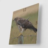 B10 Swainson's Buizerd Vierkante Klok (Hoek)