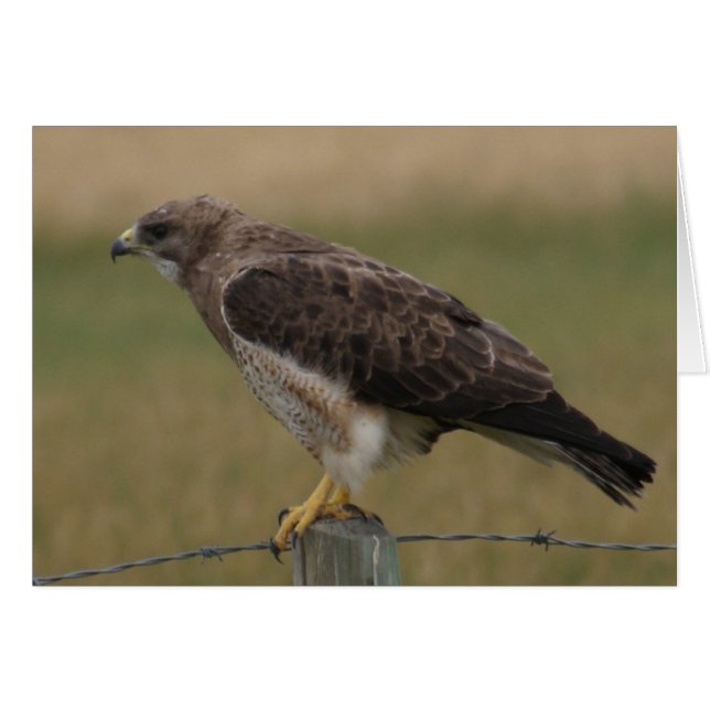 B10 Swainson's Hawk (Voorkant Horizontaal)