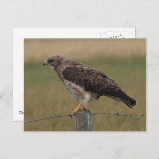 B10 Swainson's Hawk Briefkaart (Voorkant / Achterkant)