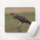 B10 Swainson's Hawk Muismat (Met muis)