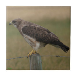 B10 Swainson's Hawk op Old Fence Post Tegeltje