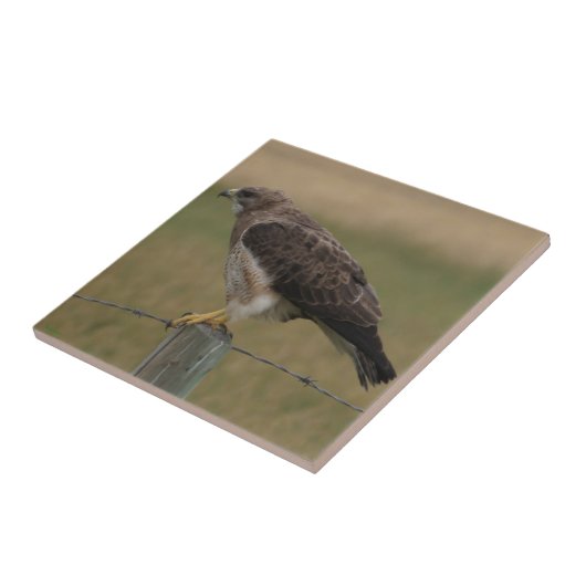 B10 Swainson's Hawk op Old Fence Post Tegeltje (Zijkant)