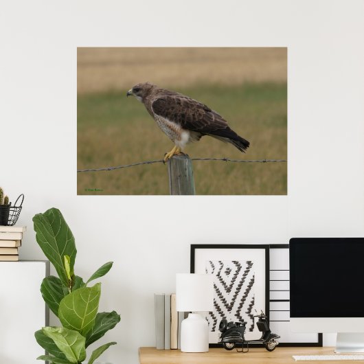 B10 Swainson's Hawk Poster (Thuiskantoor)