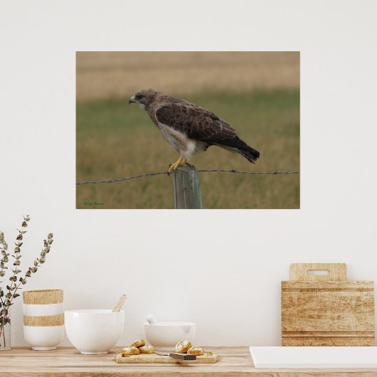 B10 Swainson's Hawk Poster (Keuken)