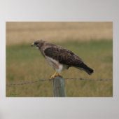 B10 Swainson's Hawk Poster (Voorkant)