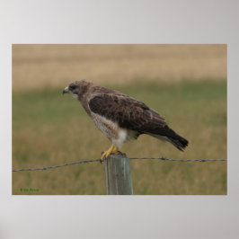 B10 Swainson's Hawk Poster
